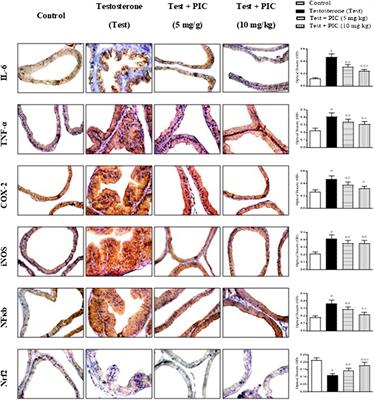 Piceatannol Attenuates Testosterone-Induced Benign Prostatic Hyperplasia in Rats by Modulation of Nrf2/HO-1/NFκB Axis